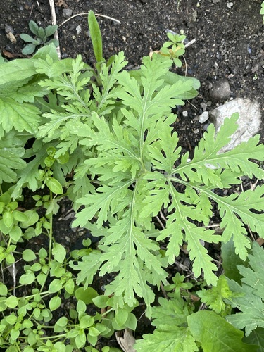 Artemisia sieversiana, photograph 2