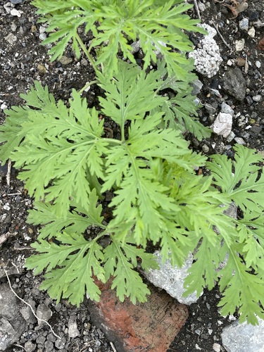 Artemisia sieversiana
