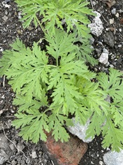Artemisia sieversiana