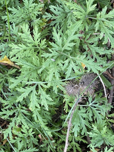 Artemisia sieversiana, photograph 3