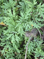 Artemisia sieversiana, photograph author not stated, no rights reserved