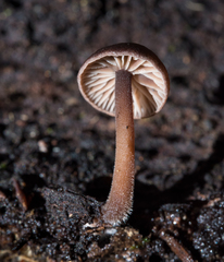 Gymnopus fuscopurpureus