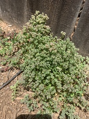 Polycarpon tetraphyllum