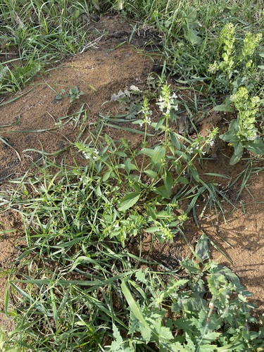 Stachys annua, photograph 3