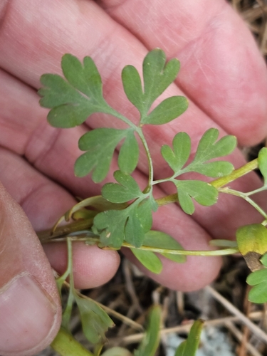 Capnoides sempervirens, photograph 6