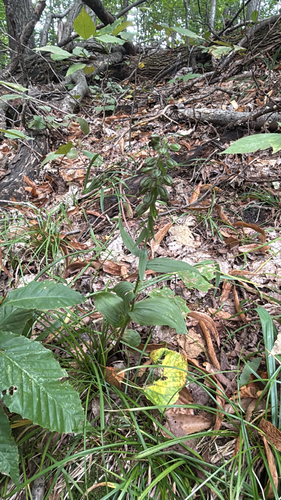 Broad-leaved helleborine