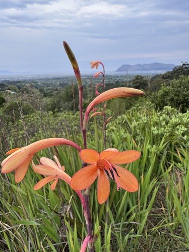 Watsonia meriana, photograph 4