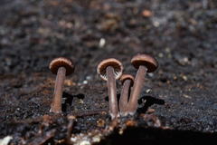 Gymnopus fuscopurpureus