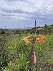 Watsonia meriana, photograph (c) chrisdt, some rights reserved (CC BY)