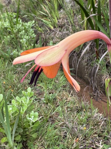 Watsonia meriana, photograph 6