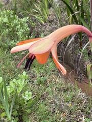 Watsonia meriana, photograph (c) chrisdt, some rights reserved (CC BY)