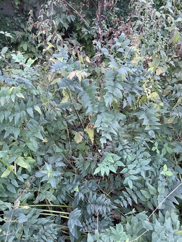 Galega orientalis, photograph 3