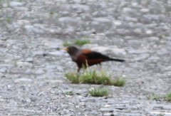 Turdus rubrocanus