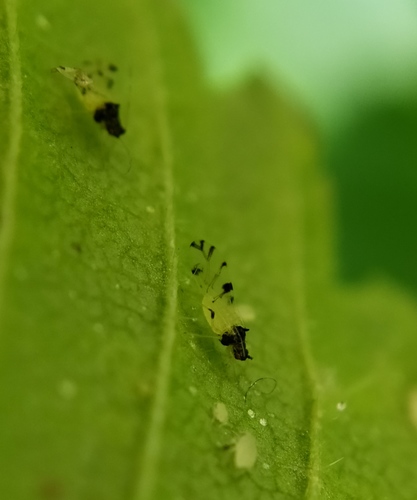 Aphid
