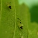 Japanese Elm Aphid - Photo (c) carnifex, some rights reserved (CC BY), uploaded by carnifex