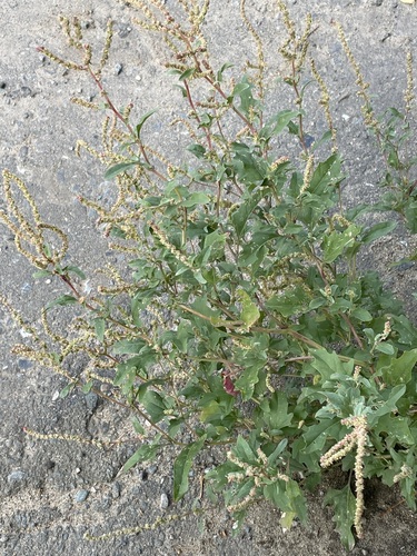 Atriplex tatarica, photograph 3