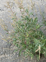 Atriplex tatarica, photograph author not stated, no rights reserved