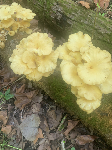 Golden Oyster Mushroom