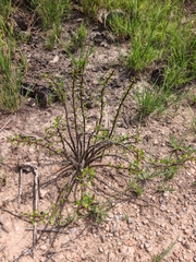 Jatropha dioica