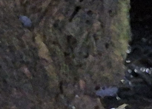 Tetrodontophora bielanensis