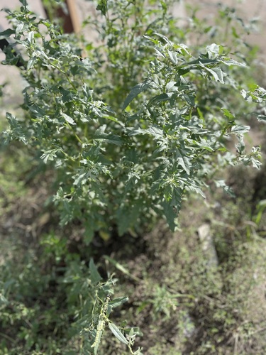 Atriplex tatarica, photograph 2