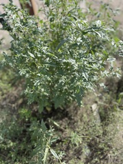 Atriplex tatarica, photograph author not stated, no rights reserved