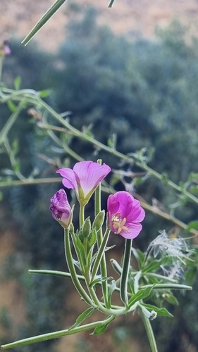 Great Willowherb