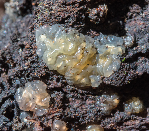 Myxarium nucleatum nuotrauka