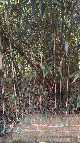 Pseudosasa japonica, 2026-09-12