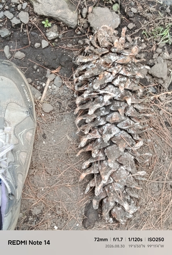 Pinus ayacahuite, 2026-08-30