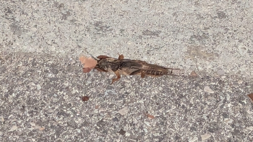 European Mole Cricket