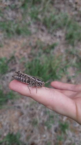 Italian locust