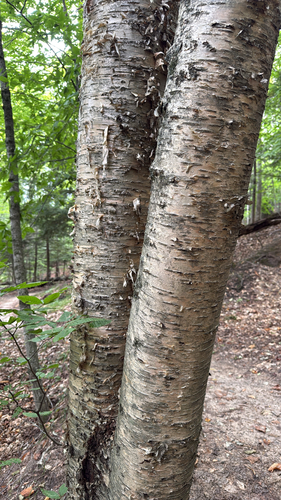 yellow birch