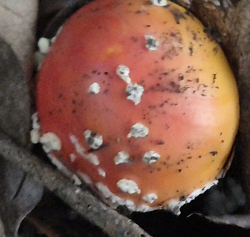 Fly Agaric