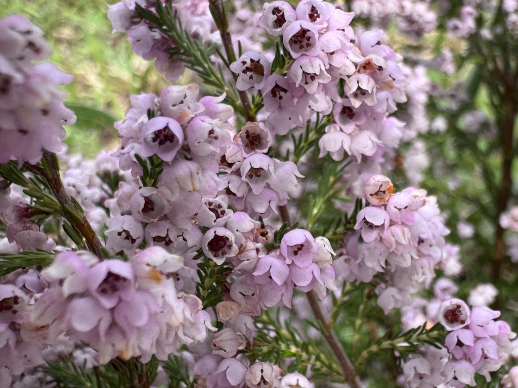 Erica mauritanica; photograph (c) chrisdt, some rights reserved (CC BY)
