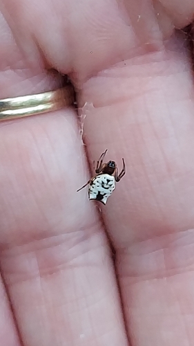 White Micrathena