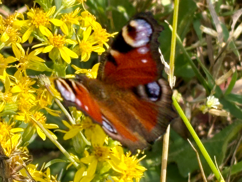 European Peacock Butterfly