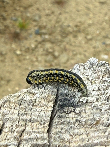 Introduced Pine Sawfly