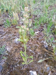 Gamochaeta antillana