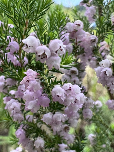 Erica mauritanica, photograph 1