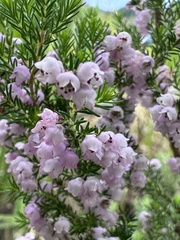 (c) chrisdt, some rights reserved (CC BY) Erica mauritanica, photograph (c) chrisdt, some rights reserved (CC BY)
