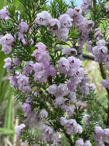 Erica mauritanica, photograph 2