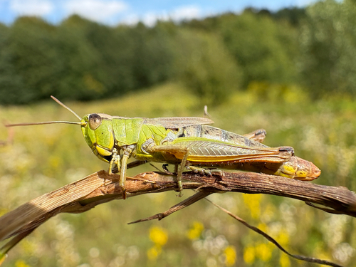 Meadow Grasshopper