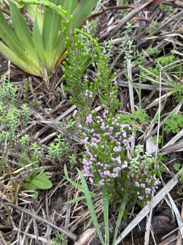 Erica mauritanica, photograph 3