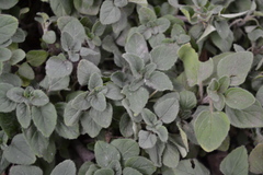 Origanum majorana