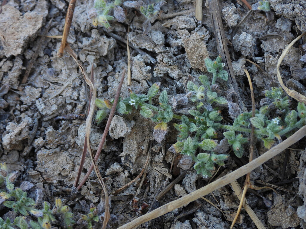Heliotropium supinum; photograph (c) Duarte Frade, some rights reserved (CC BY)