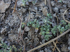 Heliotropium supinum