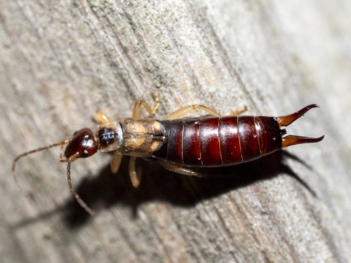 Western Earwig