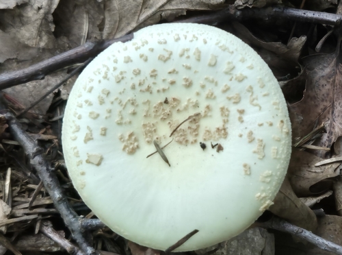 False Death-cap