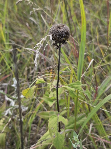 wild bergamot
